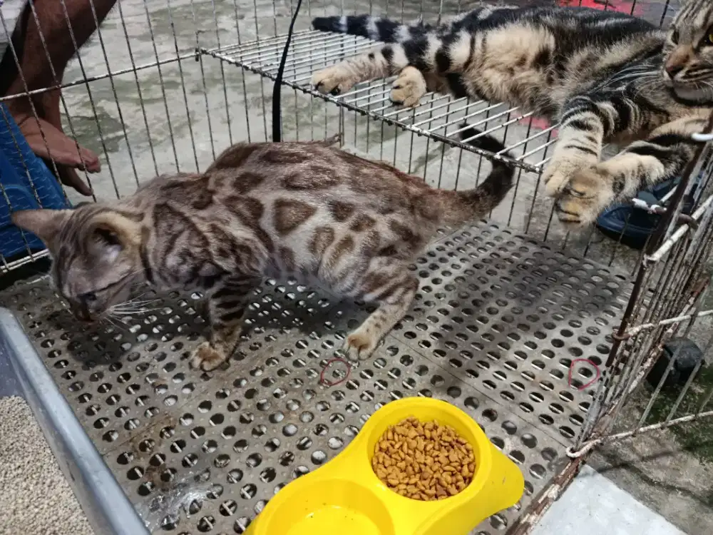 Kucing kucing sheeted & Snow