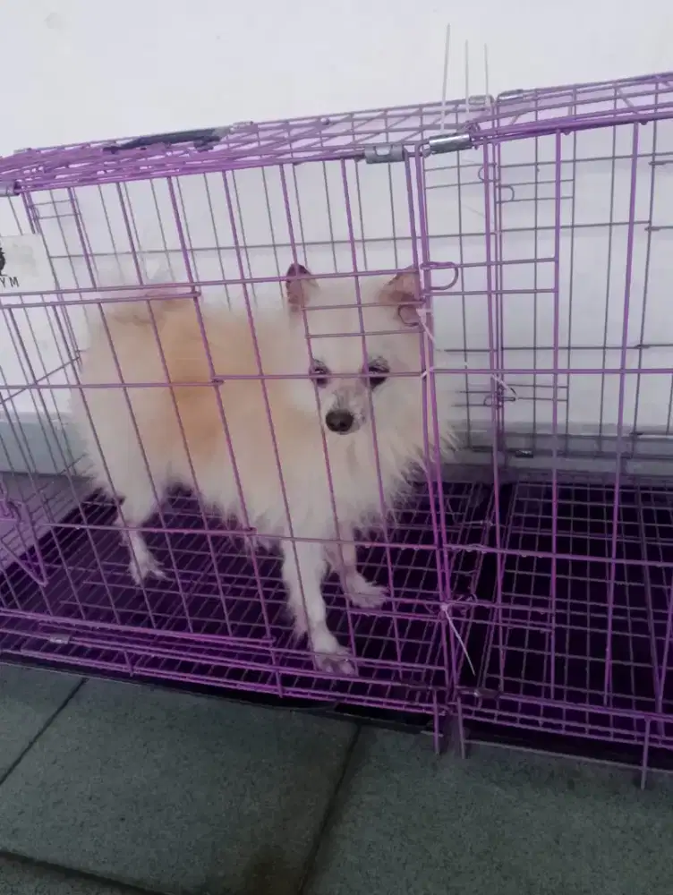 Pom White Jantan