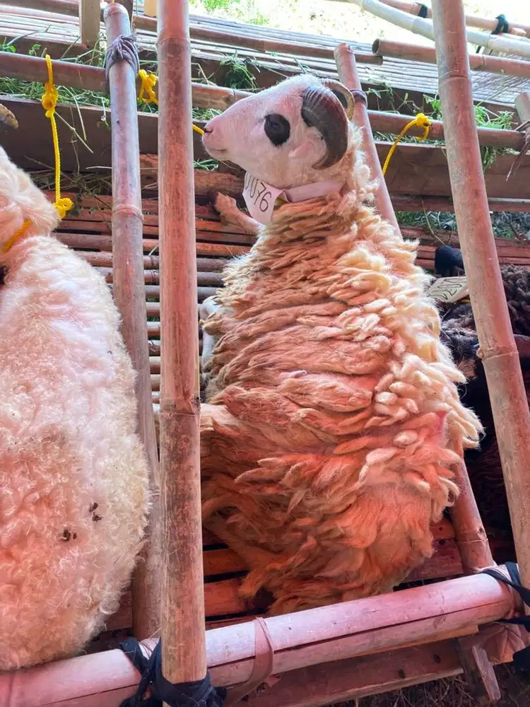 DOMBA SAPI PROMO SPESIAL