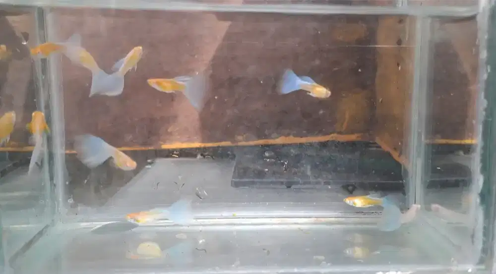 Ikan Guppy Albino Blue Sky