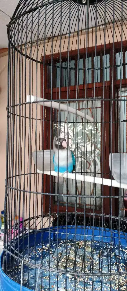 Dijual cepat burung Lovebird