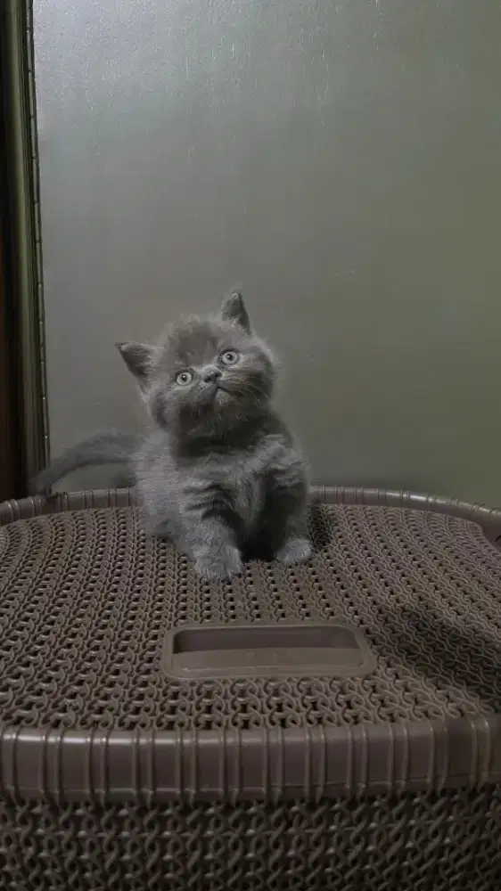 Parent BLH X BSH Munchkin