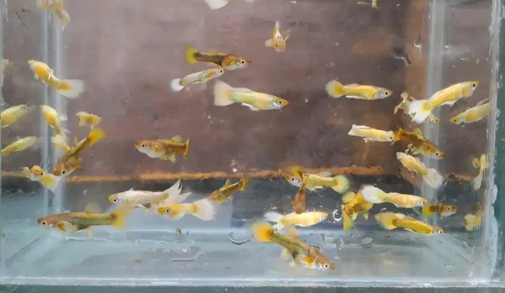 Ikan Guppy Fullgold