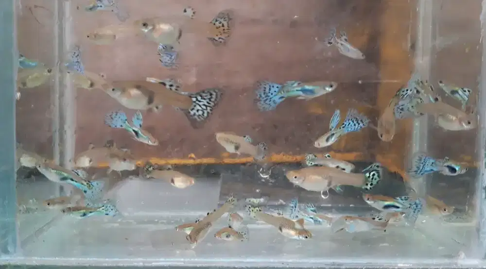 Ikan Guppy Blue Grass