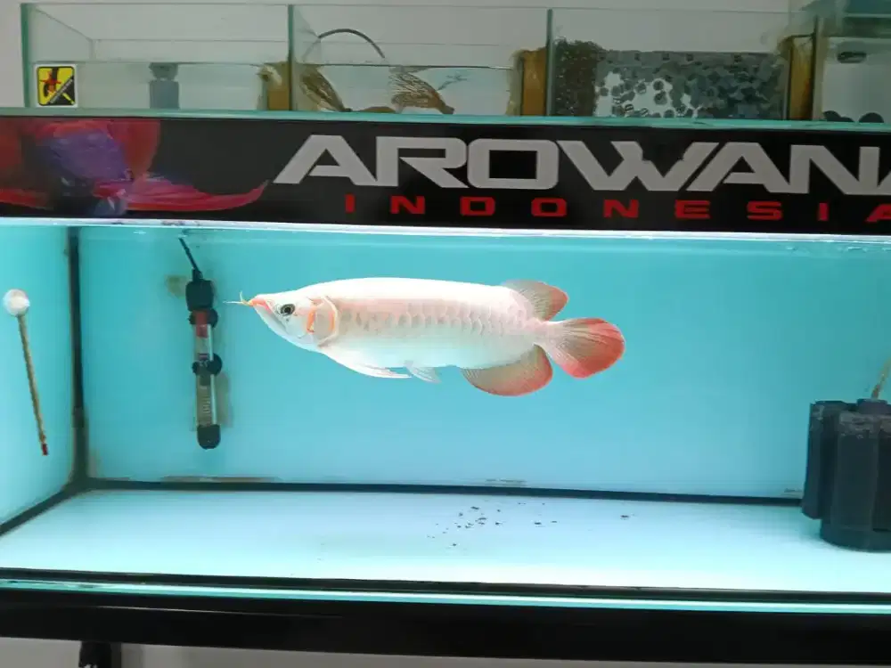 Arwana full set