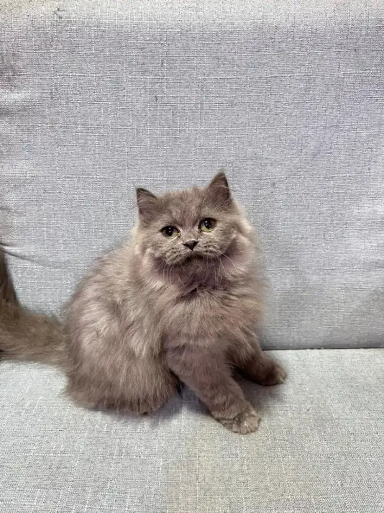 kucing kitten anakan anggora persia ragdoll himalaya mainecoon