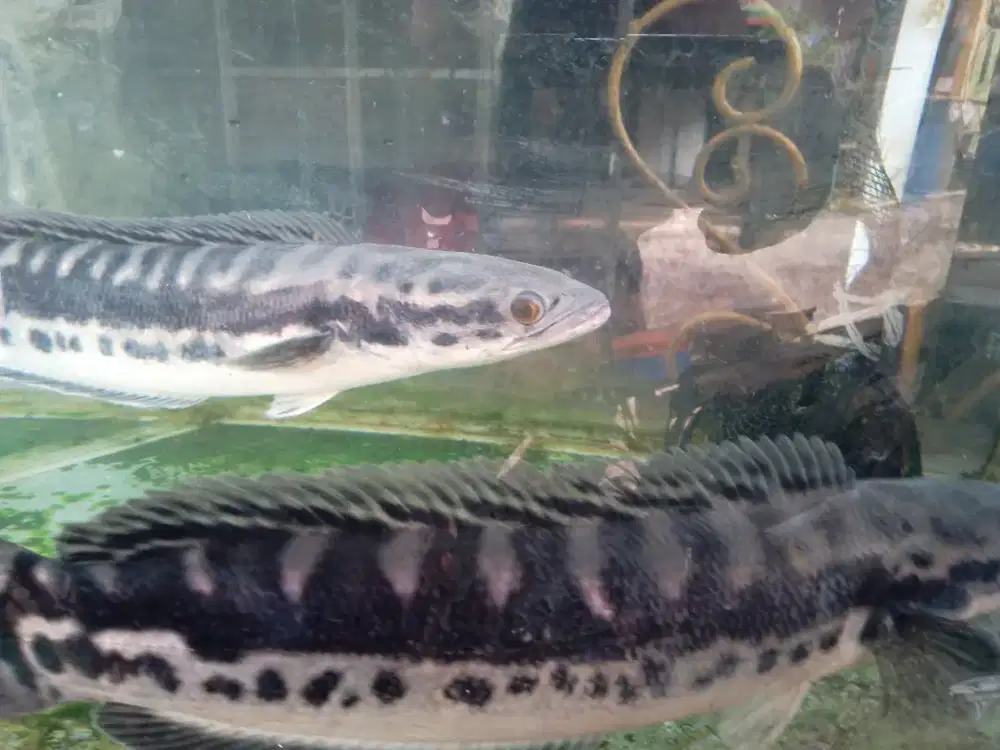 Toman sepasang saes 41-42 cm