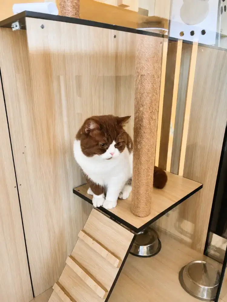 BRITISHSHORTHAIR CINNAMON BICOLOUR PACAK NON PED