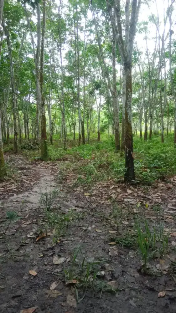 di jual tanah lahan karet