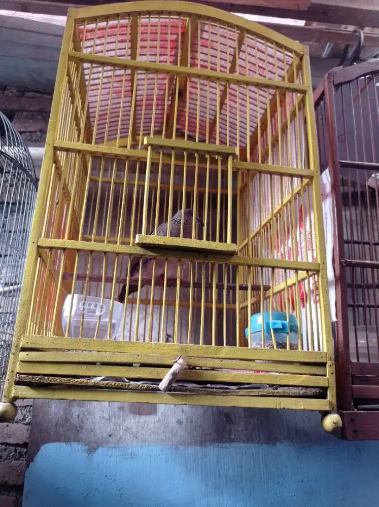 Burung tekukur rajin