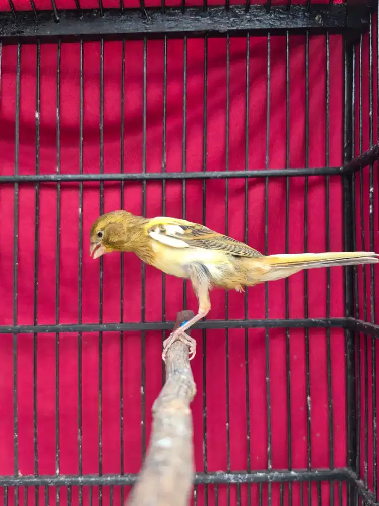 Kenari Crosbreed Jantan