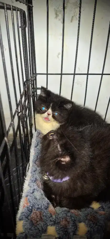 Baby kucing peaknose