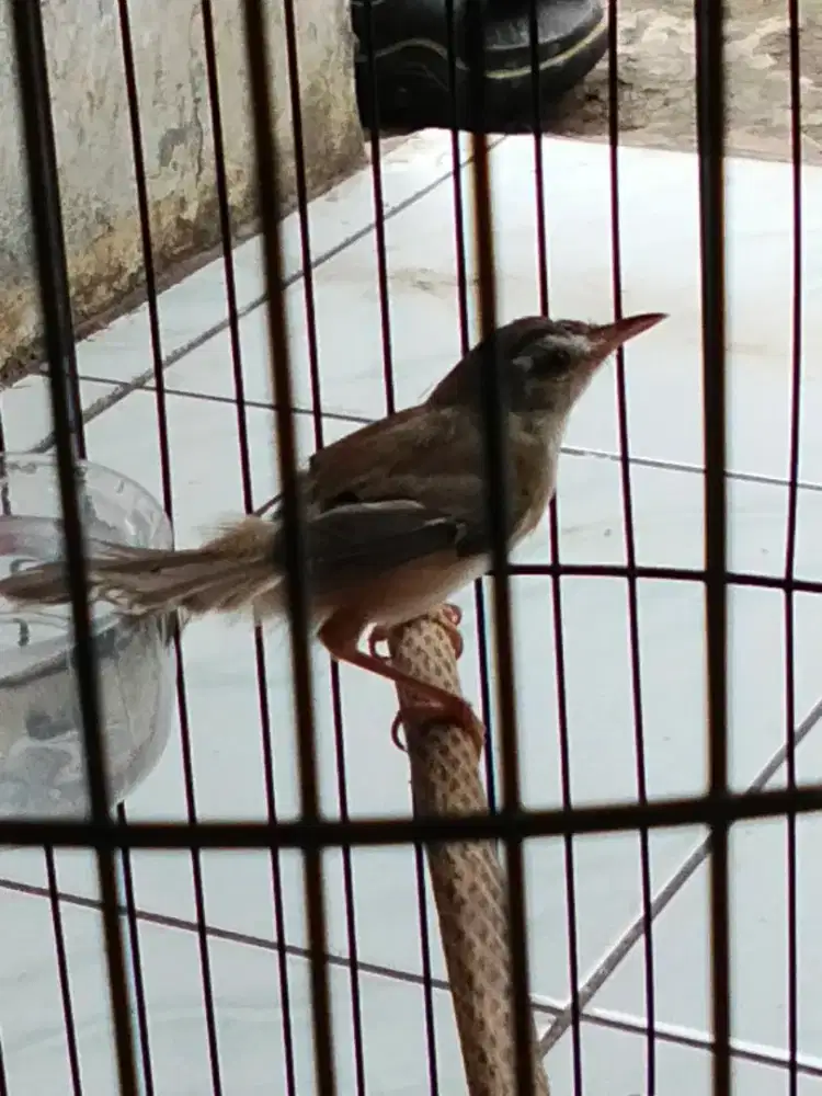 BURUNG CIBLEK SAWAH