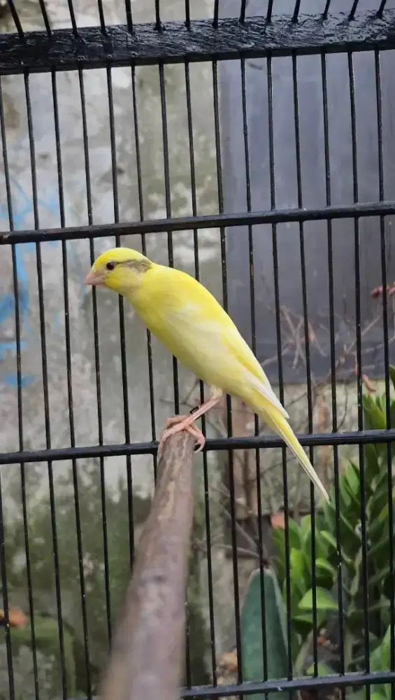 Kenari Crosbreed