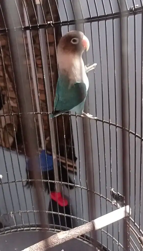 Burung Lovebird jantan