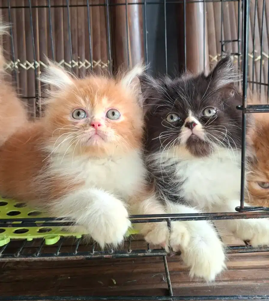 Anak kucing anggora/kitten persia  betina/kucing flatnose jantan