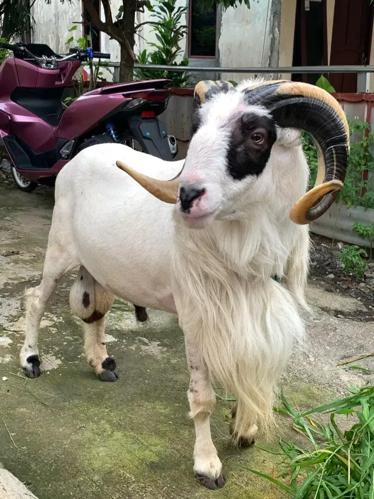 domba garut aduan siap kurban