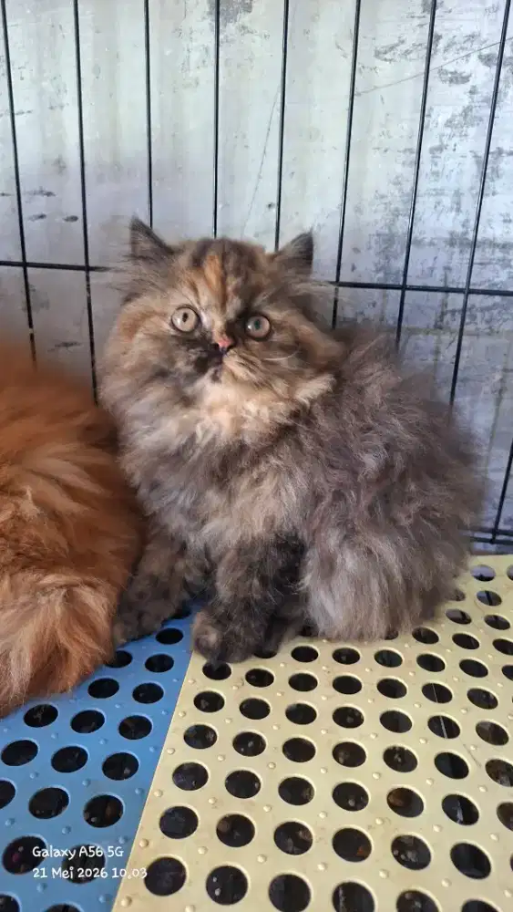 Anak kucing anggora/kitten persia betina/kucing rpersia betina