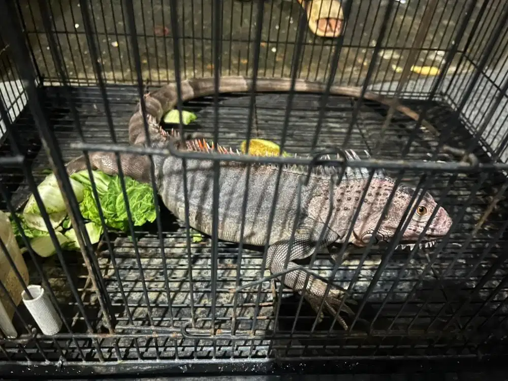 Di jual hewan iguana