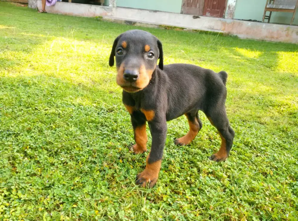 Doberman usia 1 bulan