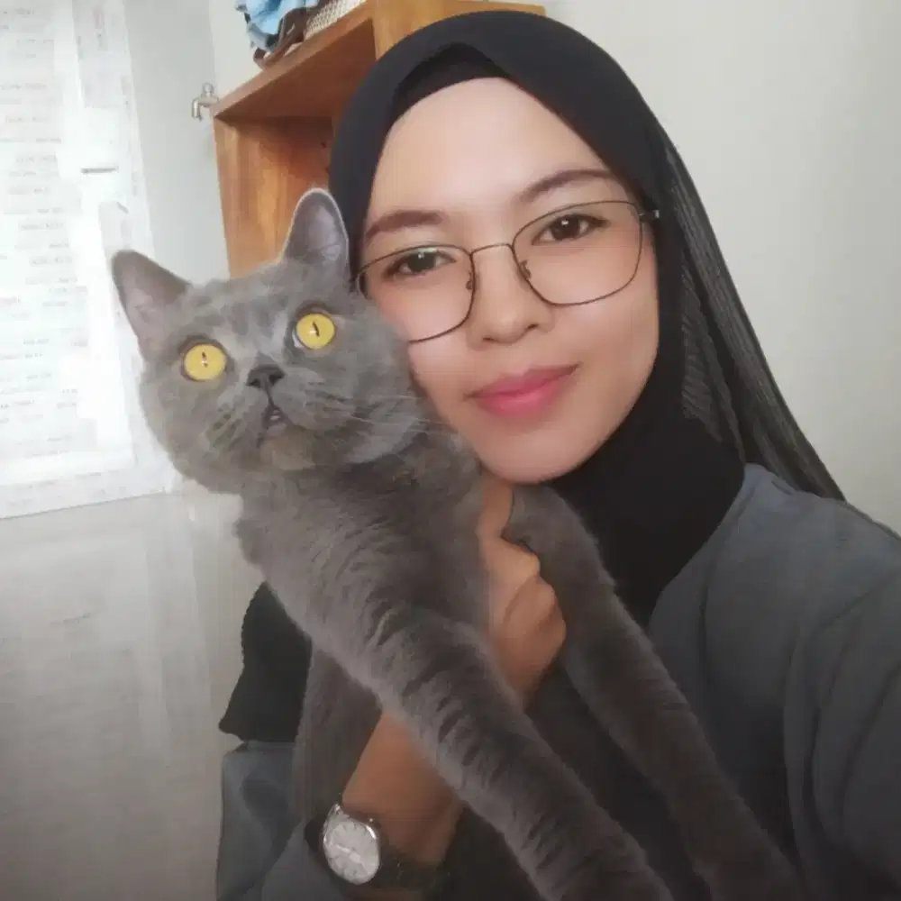 Jasa cat sitter area purworejo