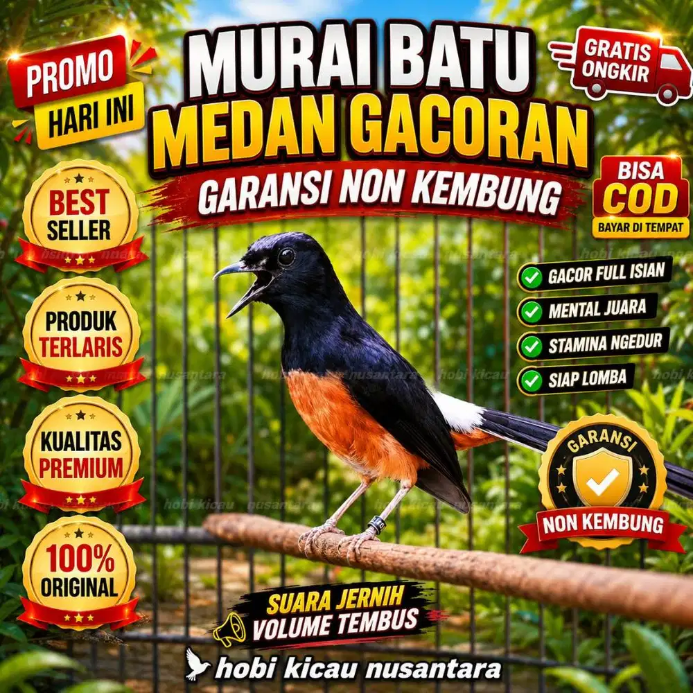 burung murai medan jantan gacor banyak pilihan