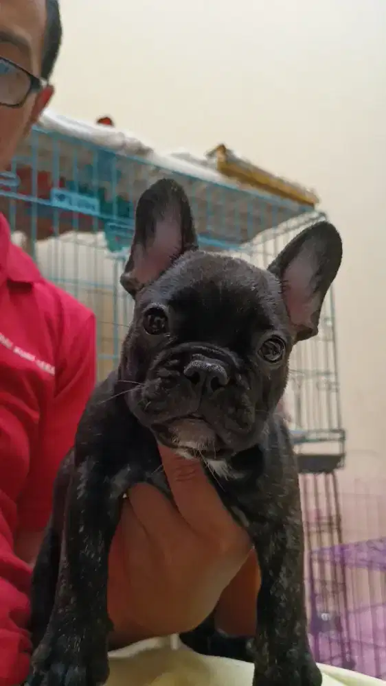 Frenchbuldog/buldog perancis jantan..cakep dan murah