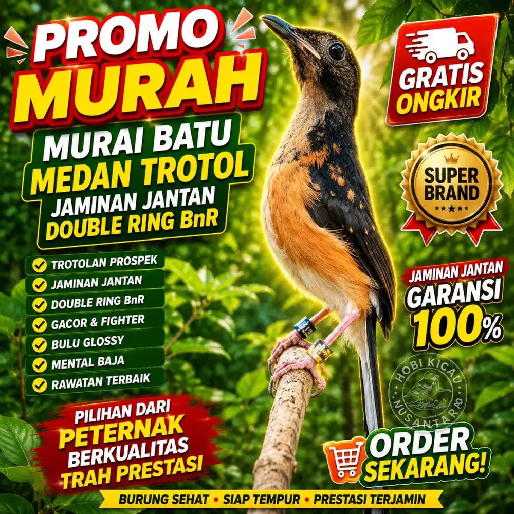 burung murai medan trotol garansi jantan ring BNR trah prestasi