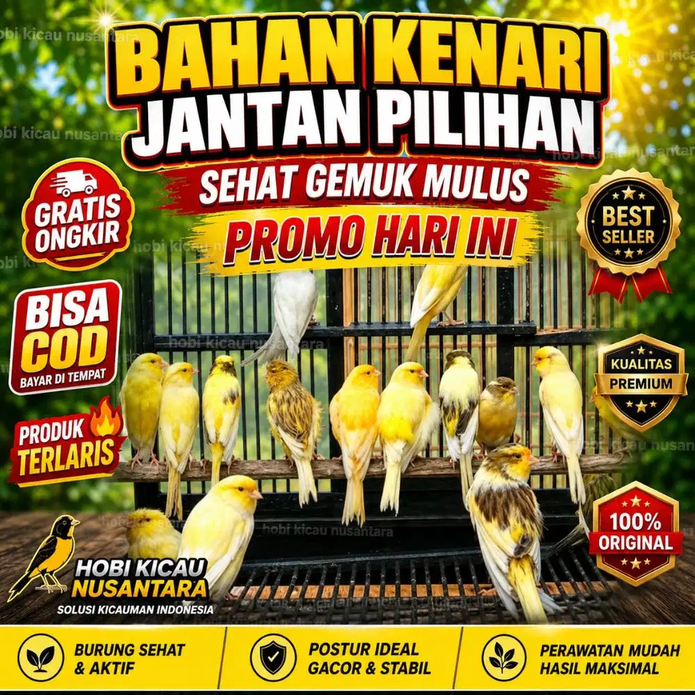 jual burung kenari bahan dan gacor banyak pilihan