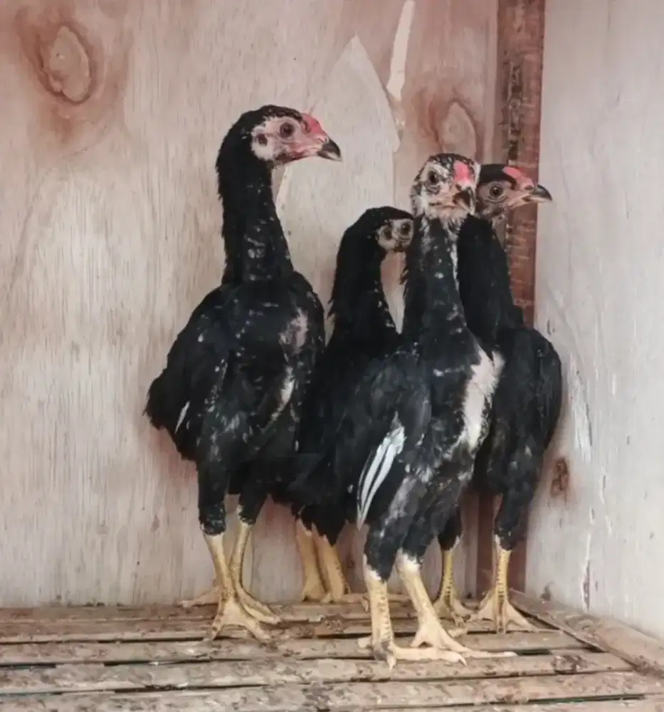 Ayam koshamo mini jepang usia 2 bulan