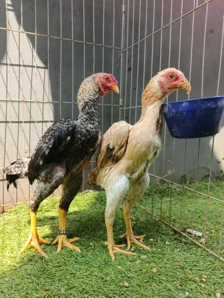 Koshamo mini jepang sepasang usia 5 bulan