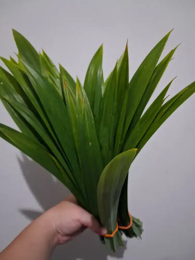 Daun Pandan Fresh