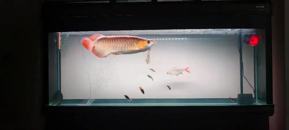 Arwana Super Red Lengkap Certi, Aquarium, Accesories
