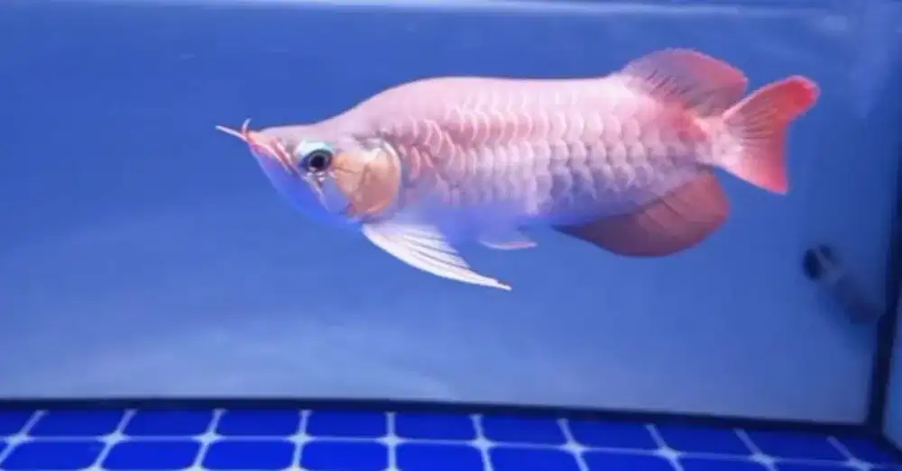 Ikan Arowana Super Red King