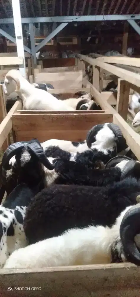 Domba Qurban Harga Glosir