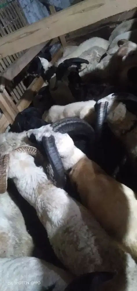 Domba Aqiqah Senyum Buah Hati