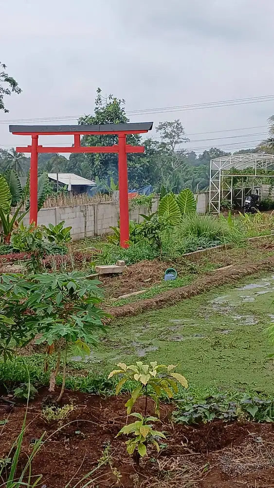 Villa plus sawah
