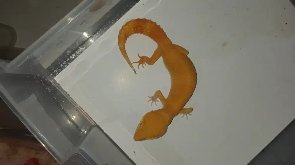 Leopard Gecko Betina Sunglow Proven