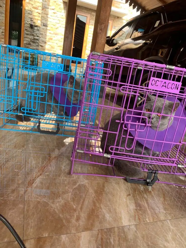 Grooming kucing | Salon kucing