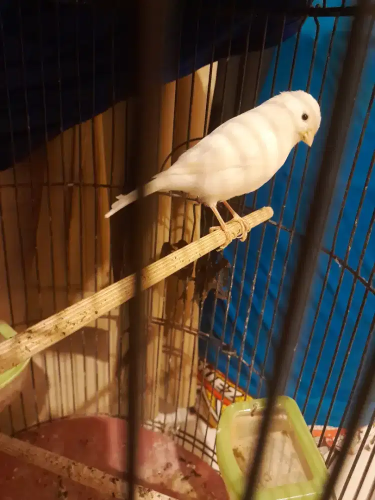 Burung kenari pocong