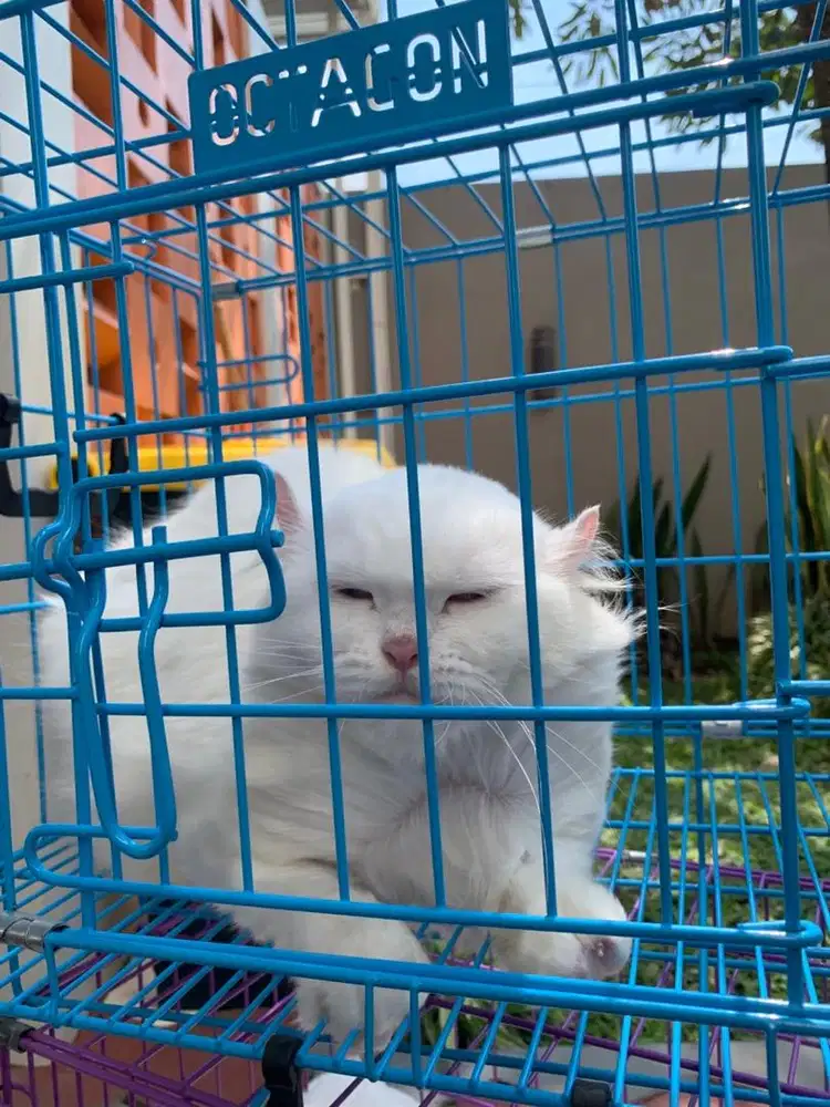 GROOMING KUCING | SALON KUCING