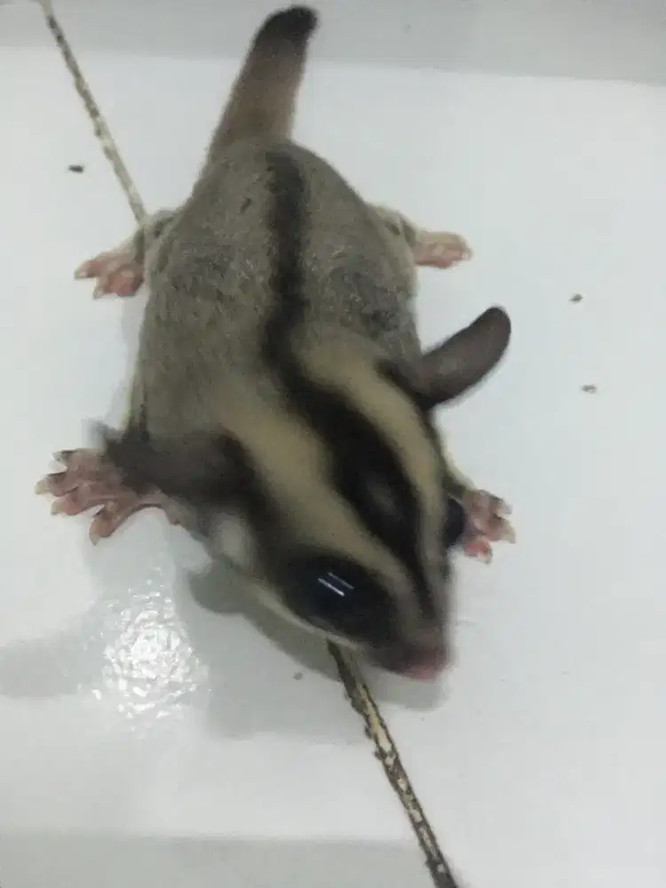 Di Jual Sugar Glider Classic Grey Hetleu Umur 1tahun jinak total&sehat