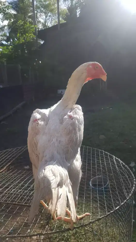 Lepas adop indukan ayam shamo