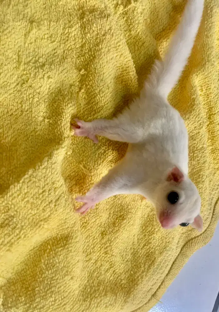 Di Jual  Sugar Glider Leustic umur 2 bulan sampai 1 tahun jinak total