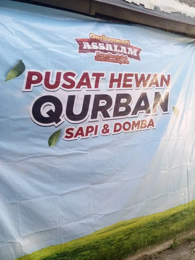 Jual Kambing Qurban Bandung Derwati Sehat Siap Antar