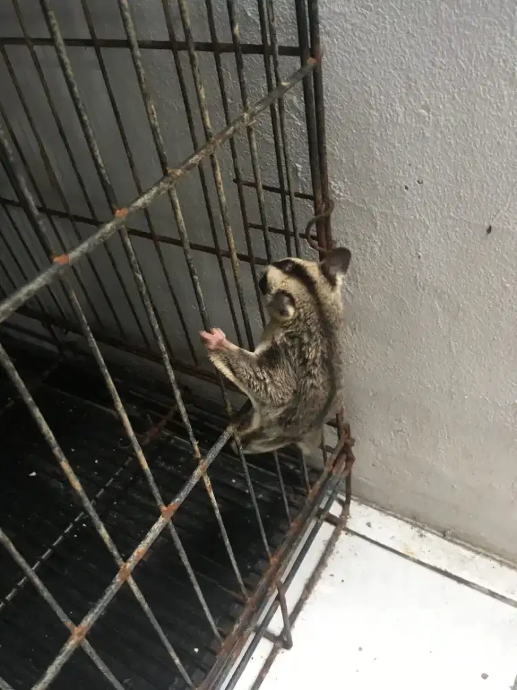 Di Jual Sugar Glider White Face Jantan umur 1 tahun Jinak total