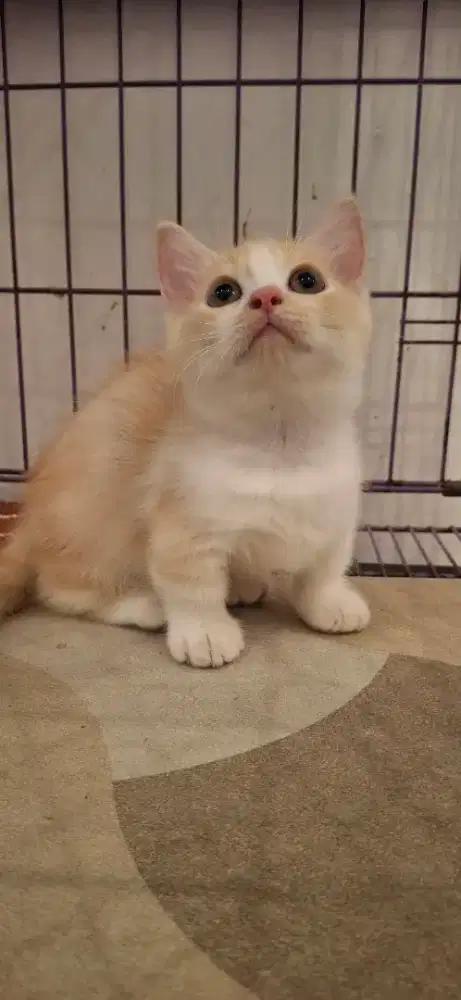 Munchkin ( cebol )