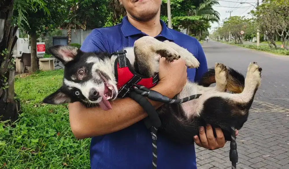 Anjing Siberian Husky mix Jantan 8 bulan