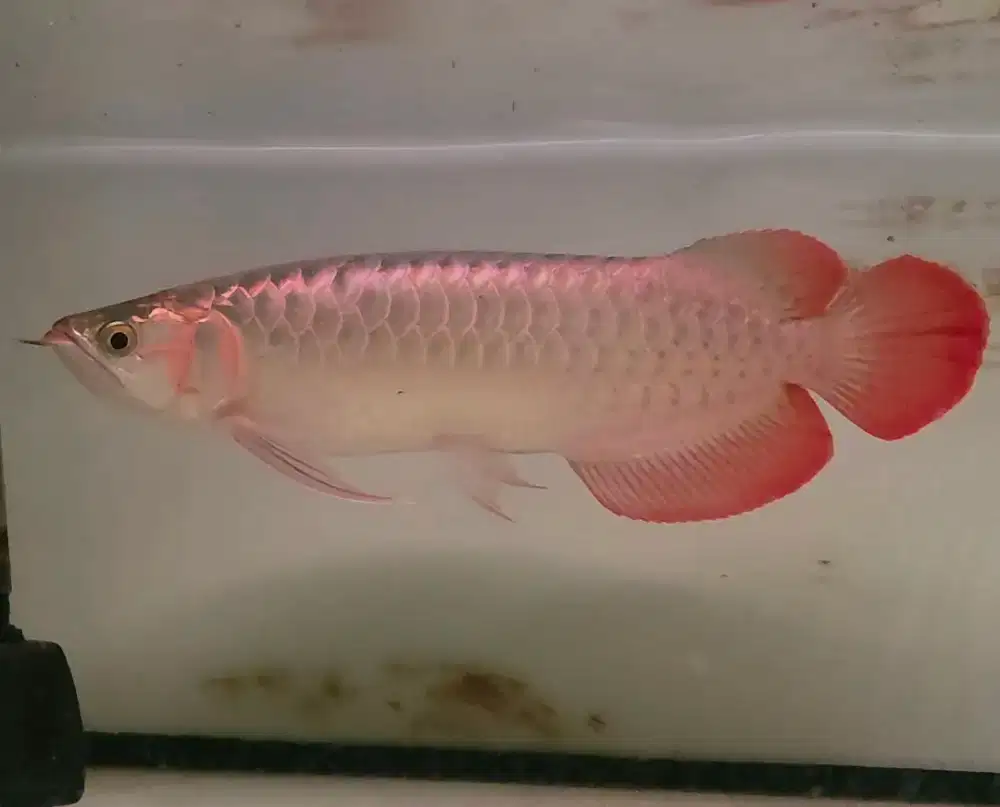 Arwana super red spek spesial