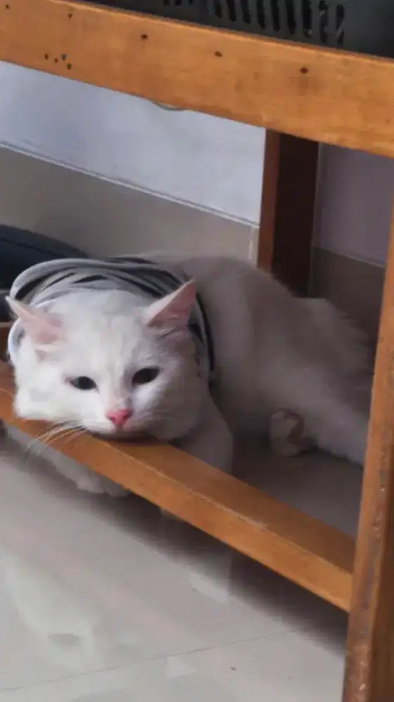 Open Adopsi Kucing Putih Fullset Kandang Besar & Perlengkapan